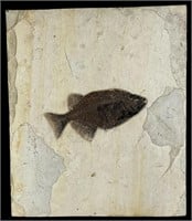 Large Fossil Fish- Phareodus Testis- 48 mil. years