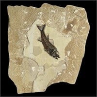 Large Fossil Fish Mioplosus Labracoides 48 mil yrs