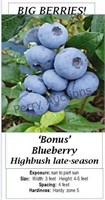 Blueberry Big Bonus