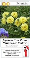 Japanese Tree Peony Yellow Bartzella