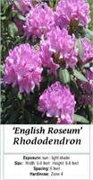 Rhododendron Rosy Lavender