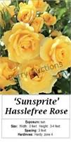 Rose Yellow Sunsprite Hasslefree