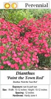 Dianthus Red Painted