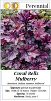 Coral Bells Purple Mulberry