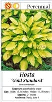 Hosta Yellow & Green Gold Standard