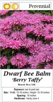 Bee Balm Berry Taffy Dwarf
