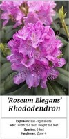 Rhododendron Rosy Pink