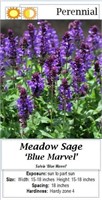 Salvia Sage Blue Marvel