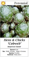 Hens & Chicks Cobweb