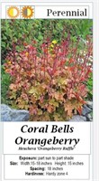 Coral Bell Orangeberry Ruffle