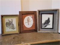 (3) Wild Life Prints; Rabbit, Cooper's Hawk, and