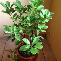 Arucial Plants Mini Pott Kitchen Garden Indoor Lec