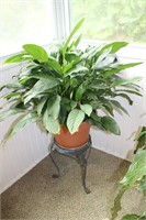 Large plant with stand