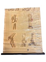 Educational Poster of Close up of Leg Bones