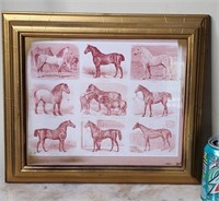 Framed Horse Breeds Picture