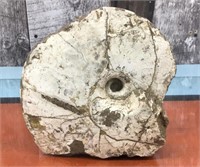 Ammolite specimen