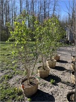 (4) PURPLE LILAC TREES IN BASKETS