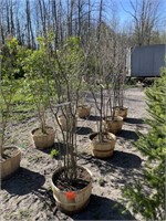 (4) JUNE BERRY TREES IN BASKETS