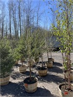 (4) DAWN REDWOOD TREES IN BASKETS