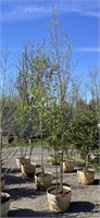 (4) CANOE BIRCH TREES IN BASKETS