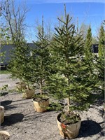 (4) NORWAY SPRUCE TREES IN BASKETS