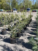 (10) NORWAY SPRUCE TREES