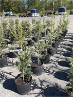 (10) NORWAY SPRUCE TREES