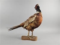 Vintage Taxidermy Pheasant