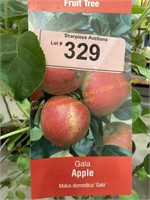 5 gallon Gala (Mid) Apple