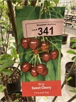 5 gallon Bing (Sweet) Cherry