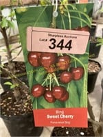 5 gallon Bing (Sweet) Cherry