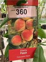 5 gallon Elberta Peach