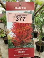 7 gallon Autumn Blaze Maple