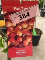 5 gallon Combination (Sweet) Cherry