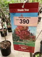 5 gallon Brandywine Maple