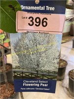 5 gallon Cleveland Select Flowering Pear