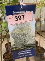 5 gallon Cleveland Select Flowering Pear