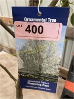 5 gallon Cleveland Select Flowering Pear