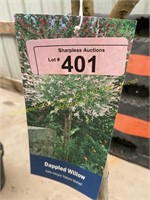 5 gallon Dappled Tree Willow