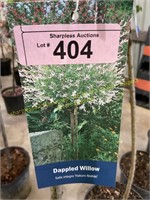 5 gallon Dappled Tree Willow