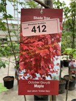 5 gallon October Glory Maple