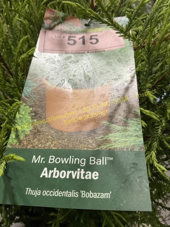 3 gallon Mr. Bowling Ball Arborvitae