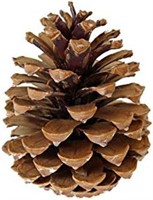 3.5 inch - 4.5 inch Ponderosa Pine Cones for