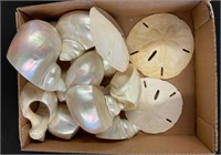 Sand Dollars and more ( NO SHIPPING)