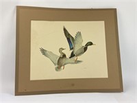 Large Duck / Mallard Print, Matted
