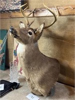 8 point white tail deer