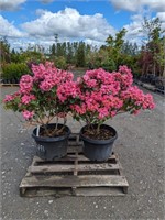 2 Rhodo Oudijk's Sensation Hybrid Rhododendron