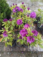 12 Belize Dark Purple Rhododendron