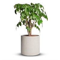 Mozing Cement Plant Pots Indoor - 10 inch Concret