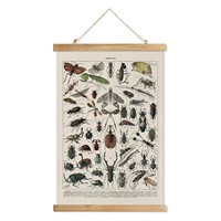 XIAOAIKA Vintage Entomology Poster - Illustrated